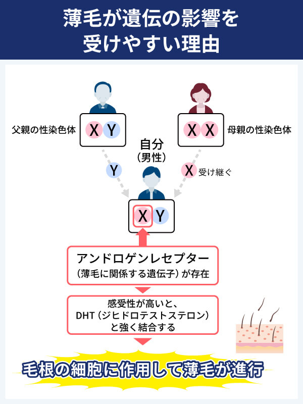 薄毛が母方の祖父から遺伝しやすいといわれる理由